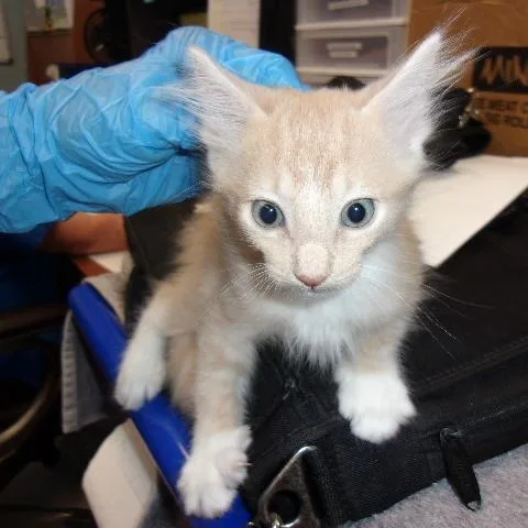 A baby small-sized female Orange / Red Domestic Short Hair cat named Tigerlilly for adoption in Milton, FL