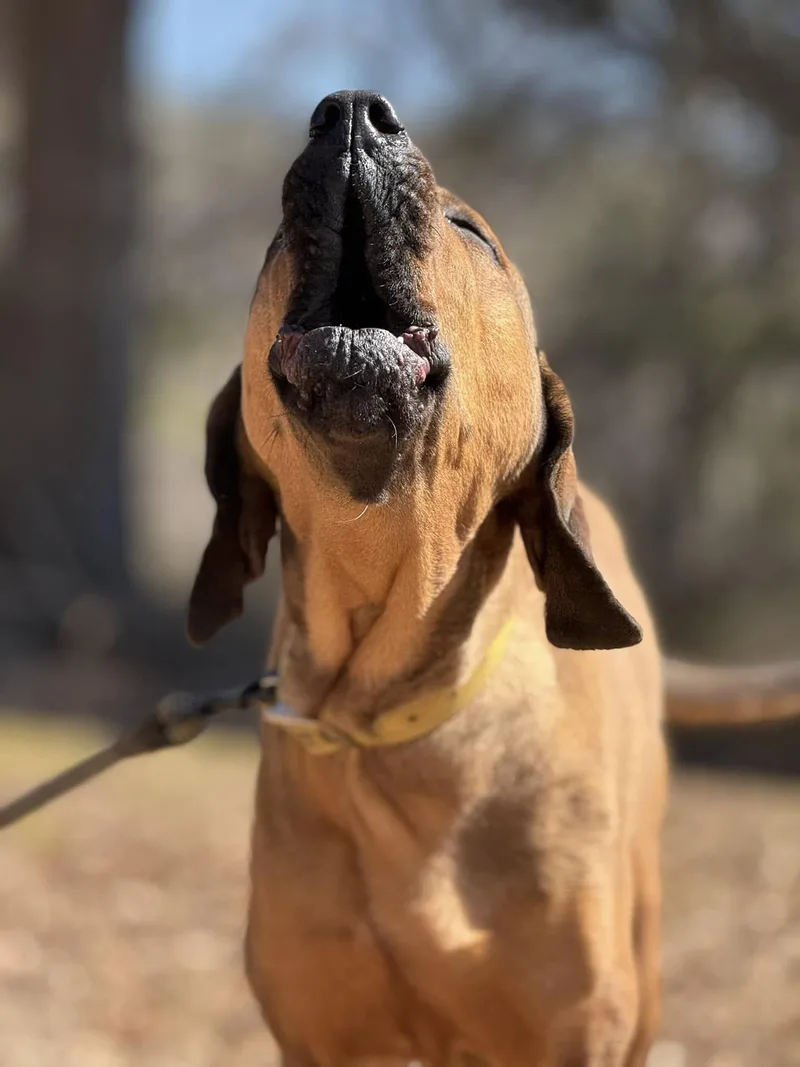 A young large-sized female Bloodhound dog named Tally for adoption in Attalla, AL