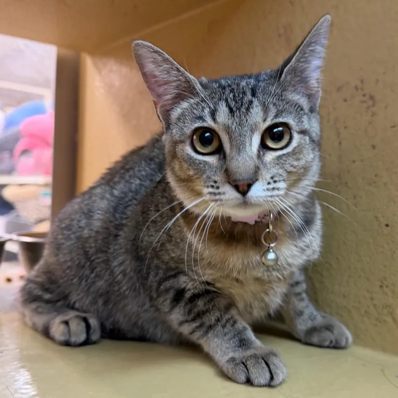 A baby small-sized female Gray / Blue / Silver Domestic Short Hair cat named Honey for adoption in Midland, TX