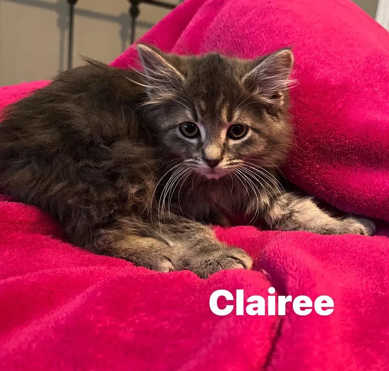 A baby medium-sized female Tabby (Brown / Chocolate) Domestic Medium Hair cat named Clairee for adoption in Murfreesboro, TN