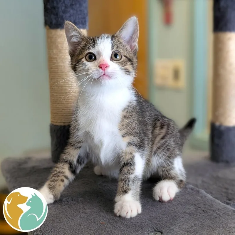 A baby small-sized male Brown / Chocolate Domestic Short Hair cat named Jack for adoption in Toledo, OH