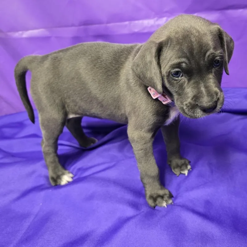 A young large-sized female Gray / Blue / Silver Yellow Labrador Retriever dog named Piper Fka Wiggly for adoption in North Myrtle Beach, SC