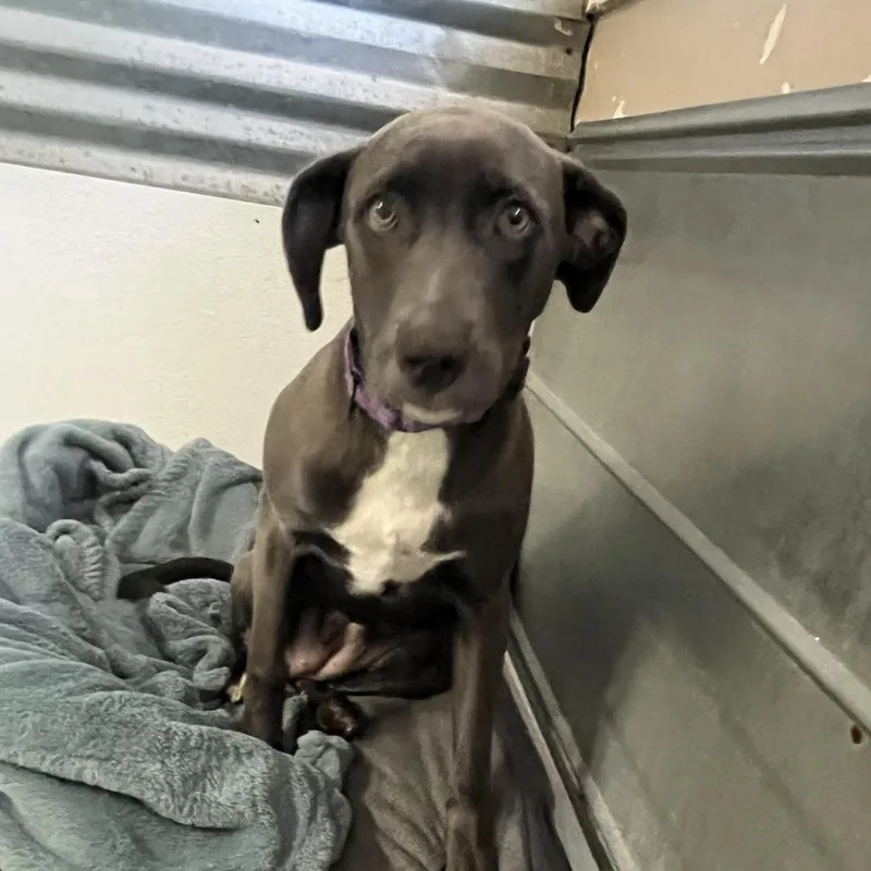 Piper Fka Wiggly thumbnail 2