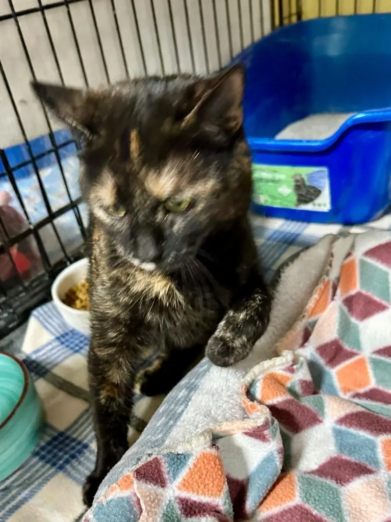 Miss Havisham thumbnail 2