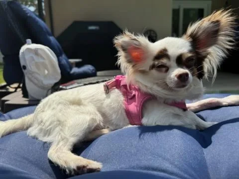 Gracie's Life!!! thumbnail 2