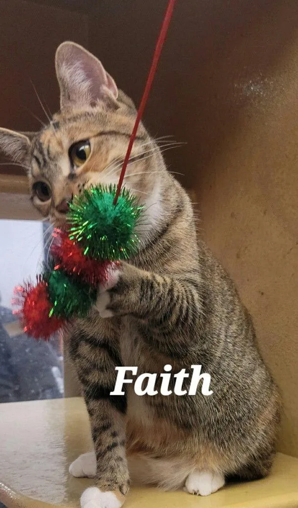 A young medium-sized female Tabby cat named Faith for adoption in Versailles, KY