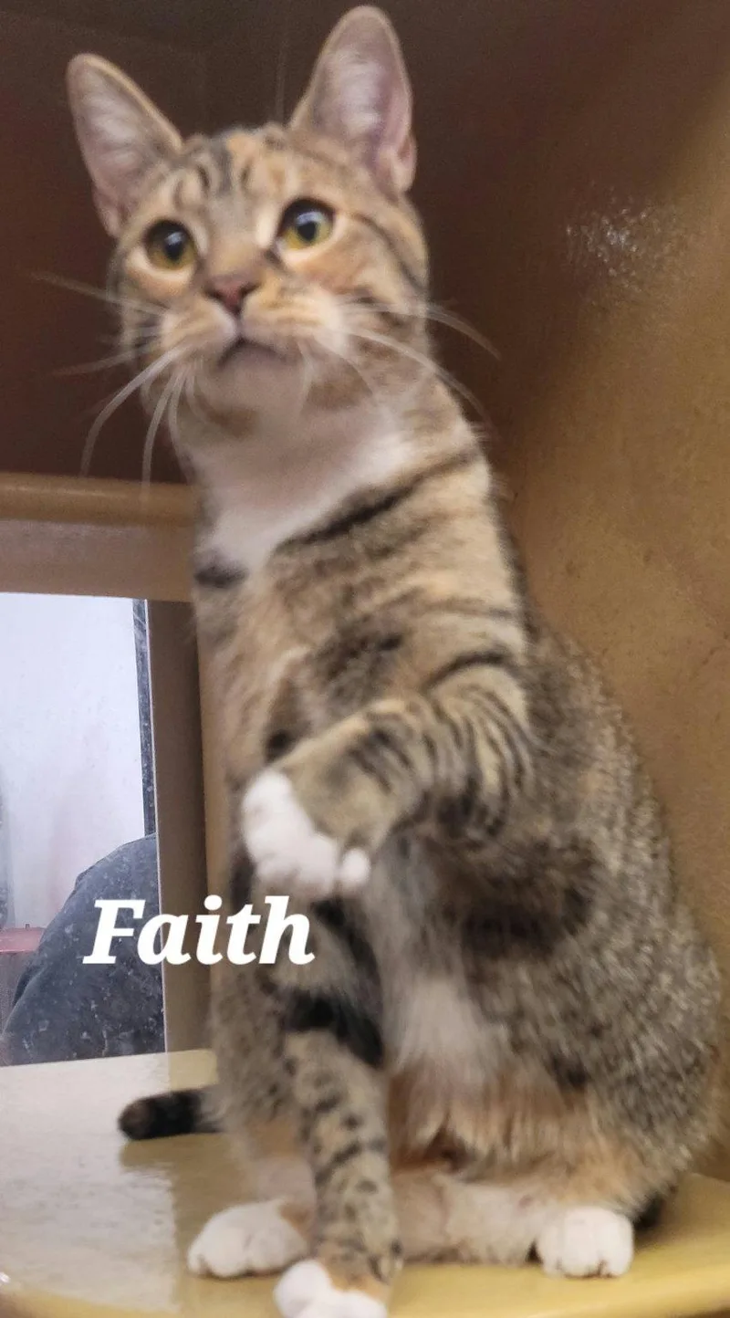 Faith thumbnail 2