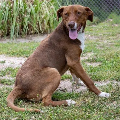 An adult medium-sized female Red / Chestnut / Orange Mixed Breed dog named Reba for adoption in Tyler, TX