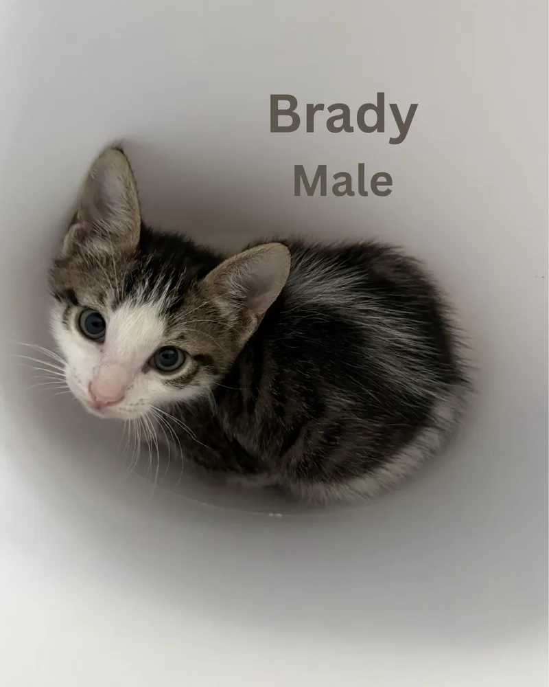 A baby medium-sized male White Domestic Short Hair cat named Brady for adoption in Largo, FL