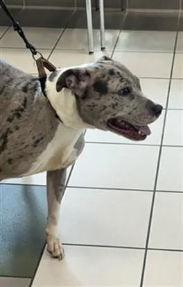 A young large-sized female Pit Bull Terrier dog named Beauty for adoption in Derwood, MD