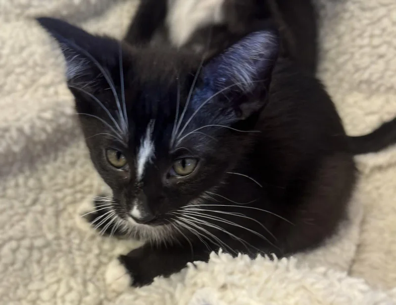 A baby small-sized male Black & White / Tuxedo Tuxedo cat named Sundown for adoption in Walnut Creek, CA