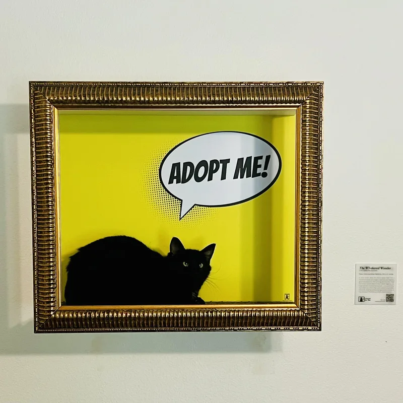 A young small-sized female Black Bombay cat named Pua for adoption in Los Angeles, CA