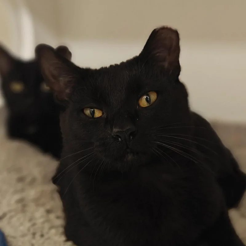 An adult medium-sized male Domestic Short Hair cat named Rumpelstiltskin for adoption in Cumming, GA