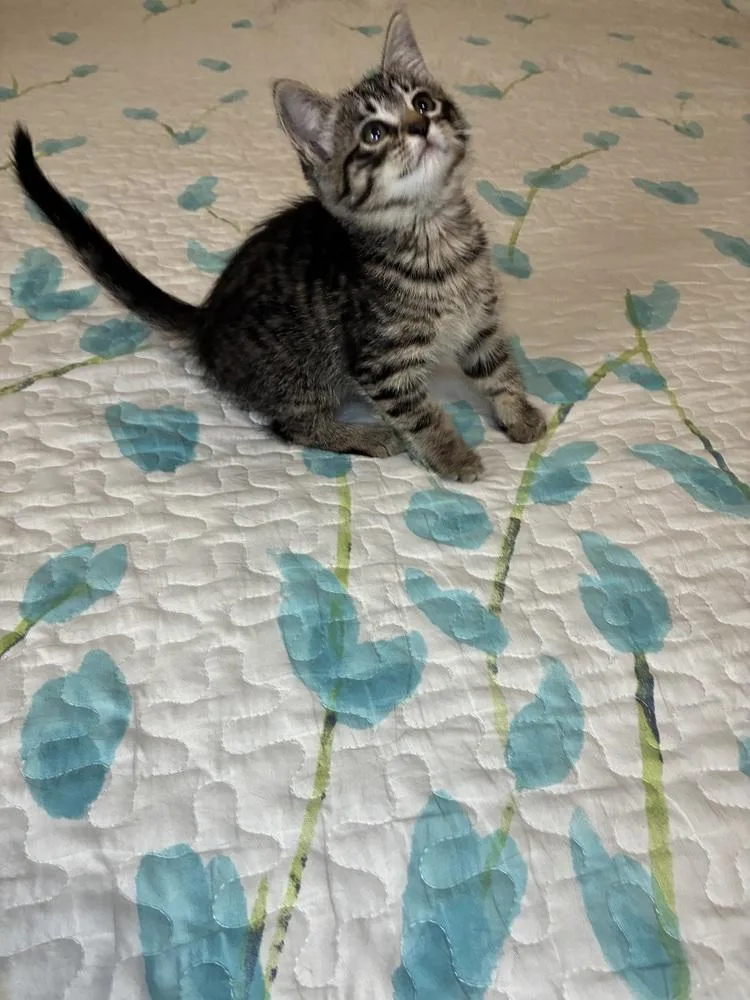 A baby small-sized female Tabby cat named Heidi for adoption in Pinole, CA