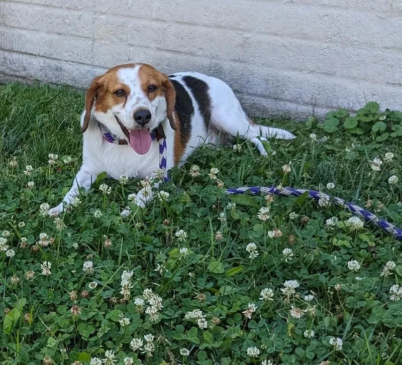 An adult small-sized male Tricolor (Brown, Black, & White) Beagle dog named Bagel LA for adoption in Baltimore, MD