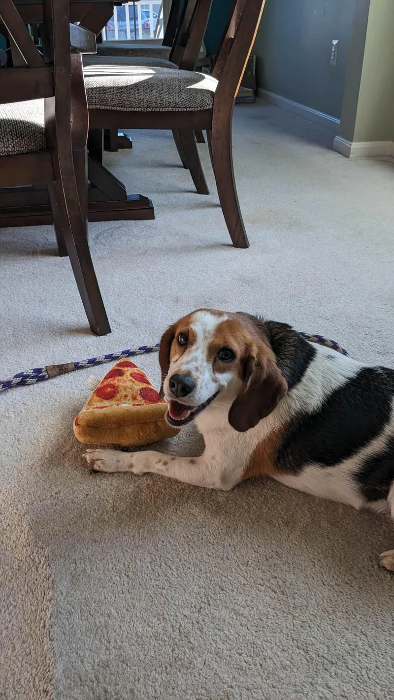 Bagel LA thumbnail 3