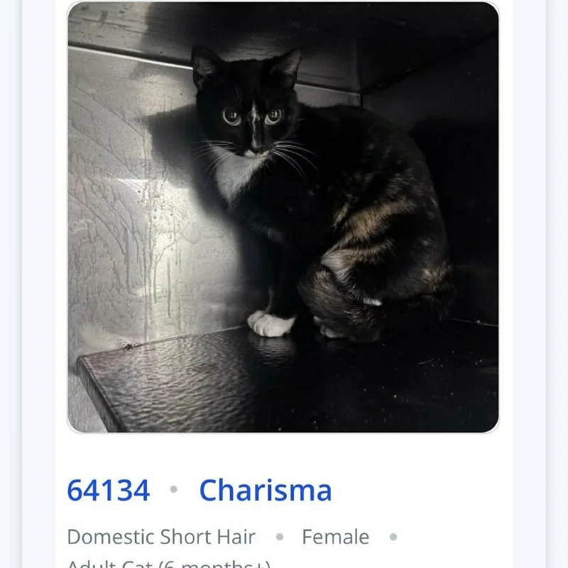 An adult medium-sized female Black Domestic Short Hair cat named Charisma for adoption in Chantilly, VA