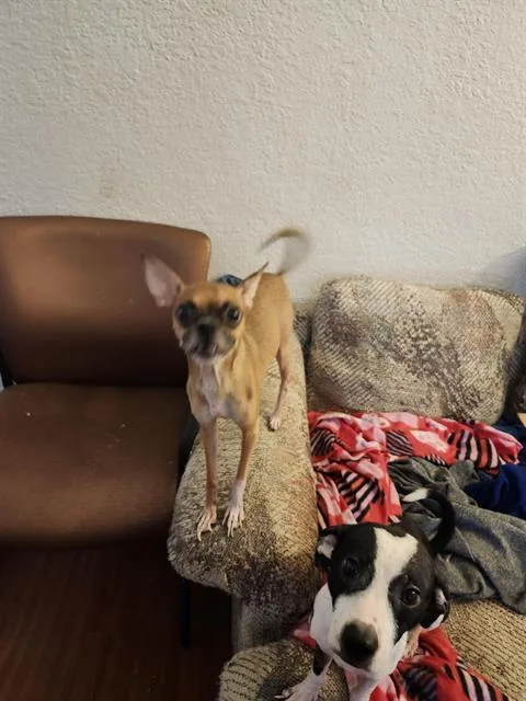 A young small-sized female Chihuahua dog named Apple for adoption in San Antonio, TX