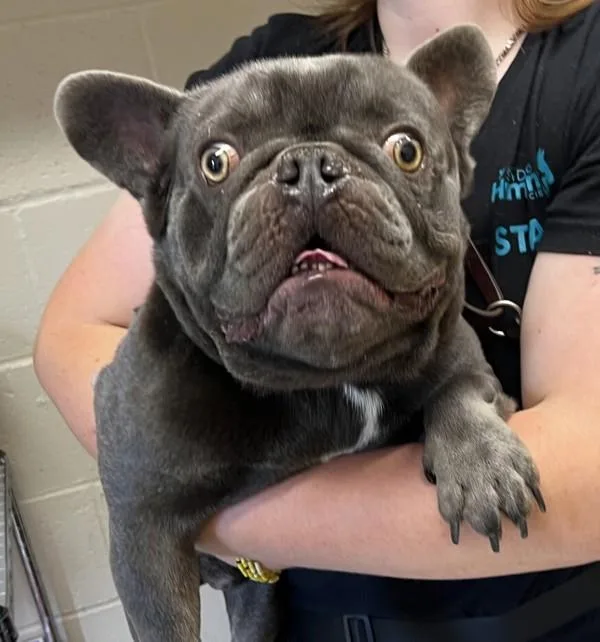 An adult medium-sized male French Bulldog dog named Gremlin for adoption in San Diego, CA
