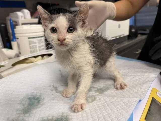 A baby small-sized female Domestic Medium Hair cat named Valeria for adoption in Ontario, CA