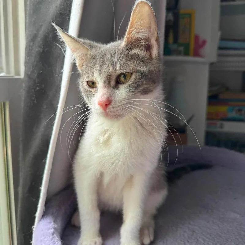 A baby small-sized male Gray / Blue / Silver Domestic Short Hair cat named Birch for adoption in Plainfield, IL