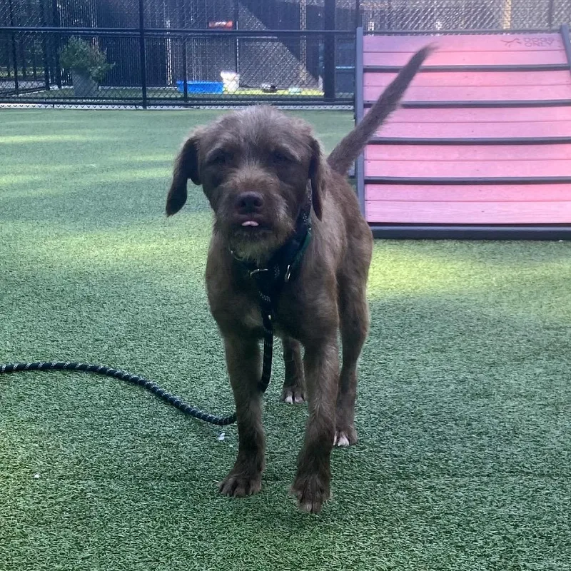 A young medium-sized male Brown / Chocolate Wirehaired Terrier dog named Neko for adoption in Greensboro, NC