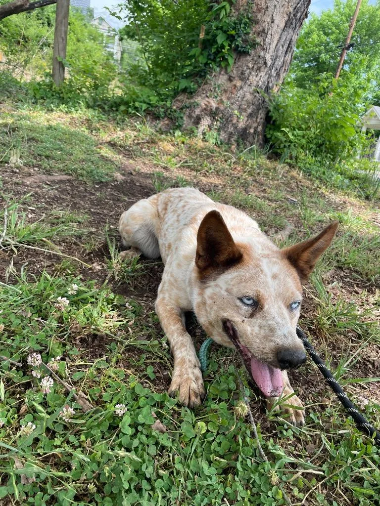 An adult medium-sized female Cattle Dog dog named Gina for adoption in Clarksville, TN