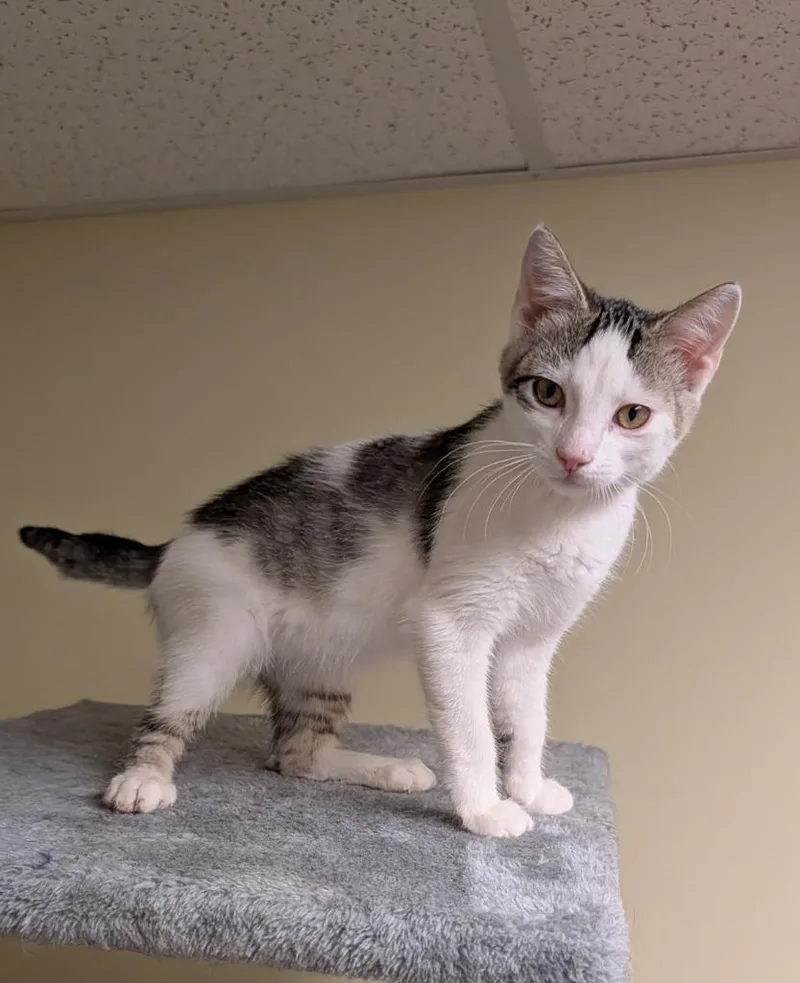 A baby medium-sized female Domestic Short Hair cat named Demi for adoption in Salt Lake City, UT