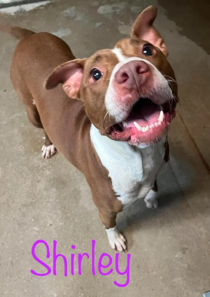An adult large-sized female American Bulldog dog named Shirley for adoption in Princeton, IN