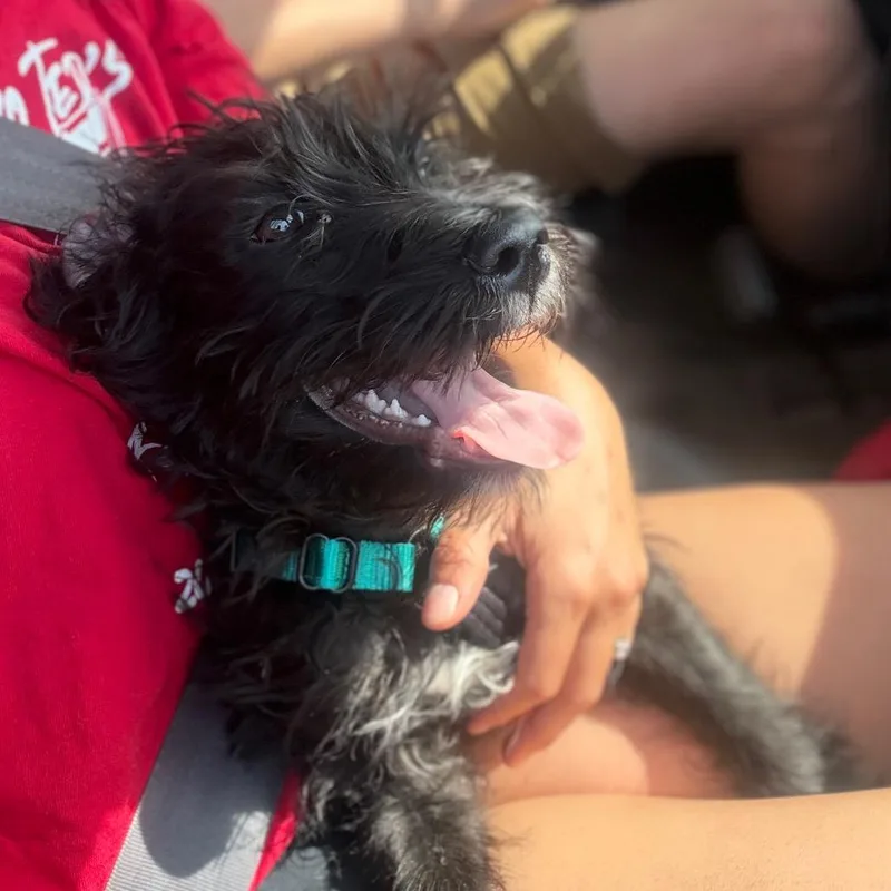 A baby small-sized male Black Standard Poodle dog named Neptune for adoption in Ferndale, MI