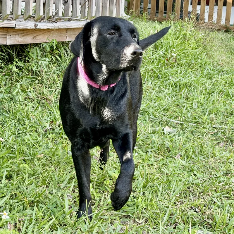 A young large-sized female Black Labrador Retriever dog named Haven for adoption in Tampa, FL