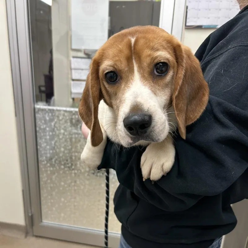 An adult small-sized male Yellow / Tan / Blond / Fawn Beagle dog named Lenny for adoption in Northbrook, IL