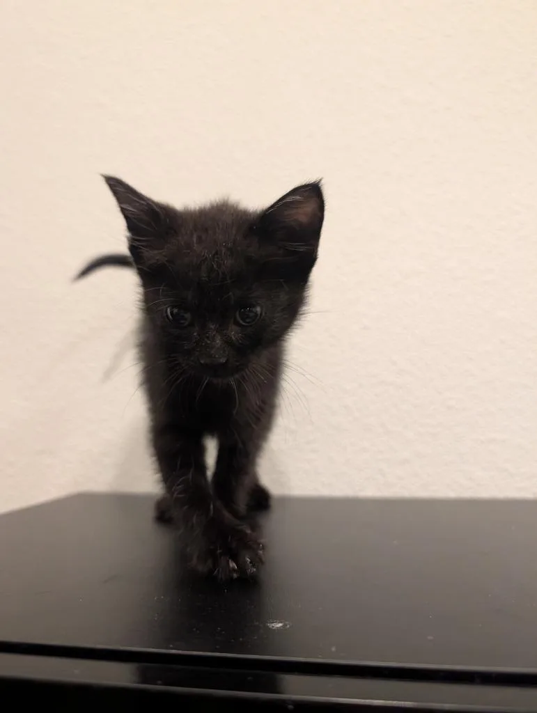 A baby small-sized female Domestic Short Hair cat named Philly Cheesesteak for adoption in Richland Hills, TX