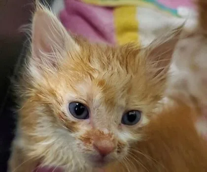 A young large-sized female Domestic Short Hair cat named Lolli for adoption in Kansas City, MO
