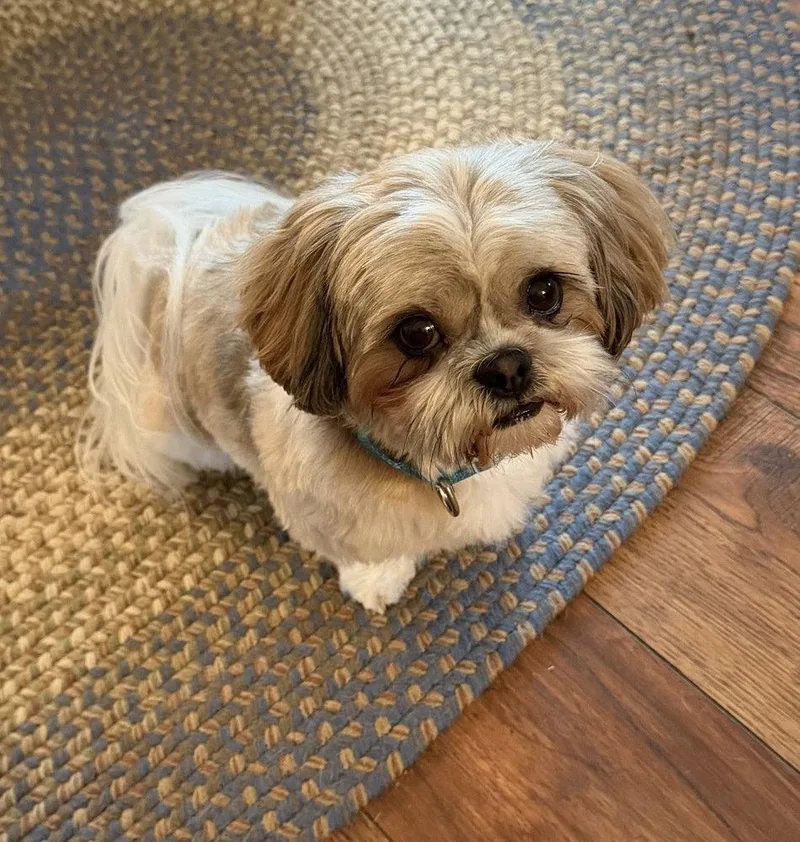 A young medium-sized male Shih Tzu dog named Lil Dickens CP for adoption in Columbia, TN
