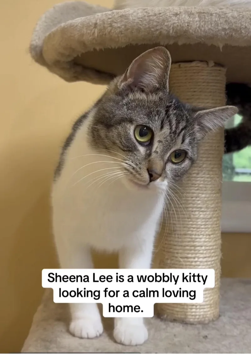 A baby medium-sized female Domestic Short Hair cat named Sheena Lee for adoption in Galloway, NJ