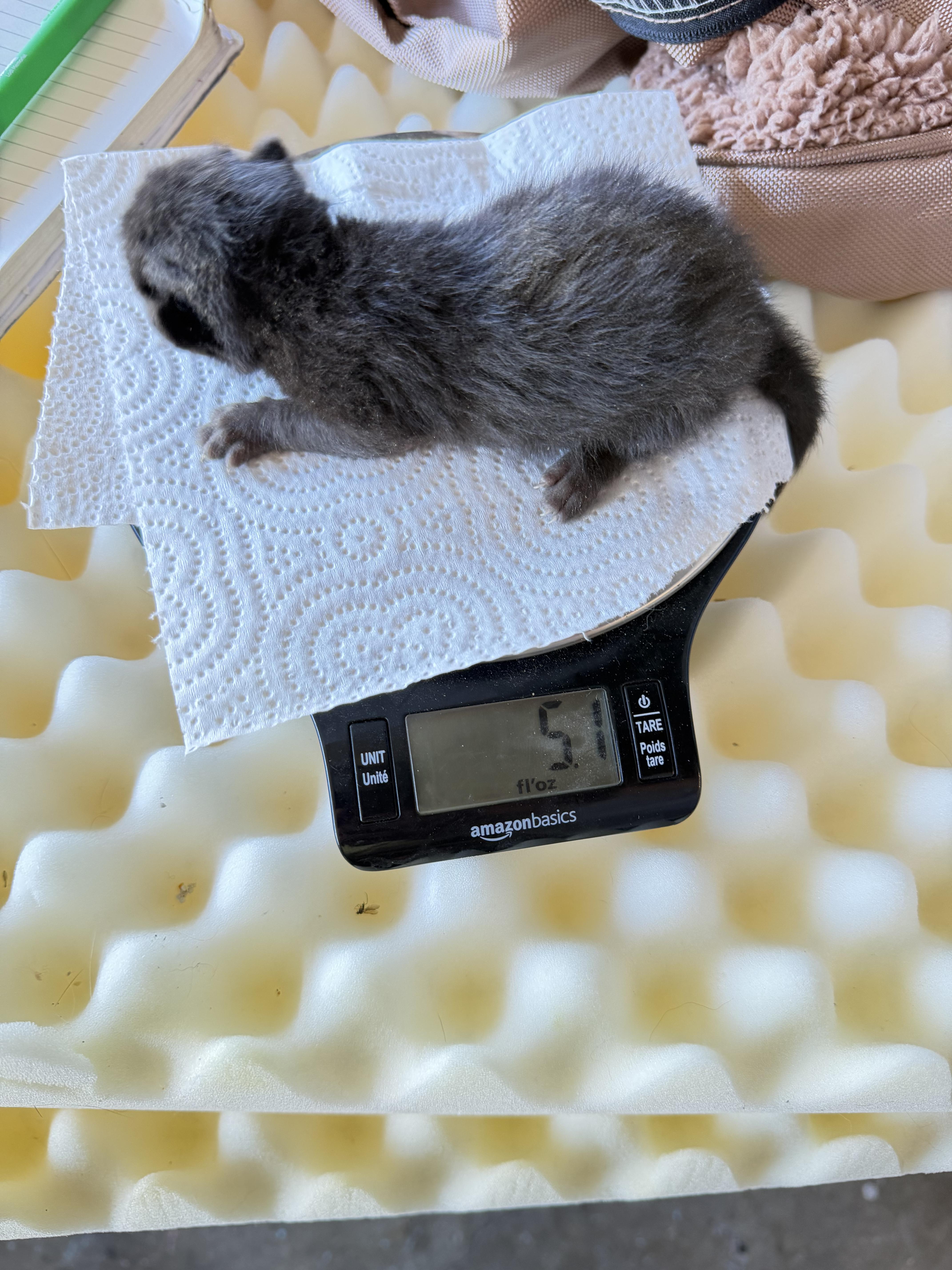 A baby small-sized female Domestic Short Hair cat named Sequoia for adoption in Dixon, CA