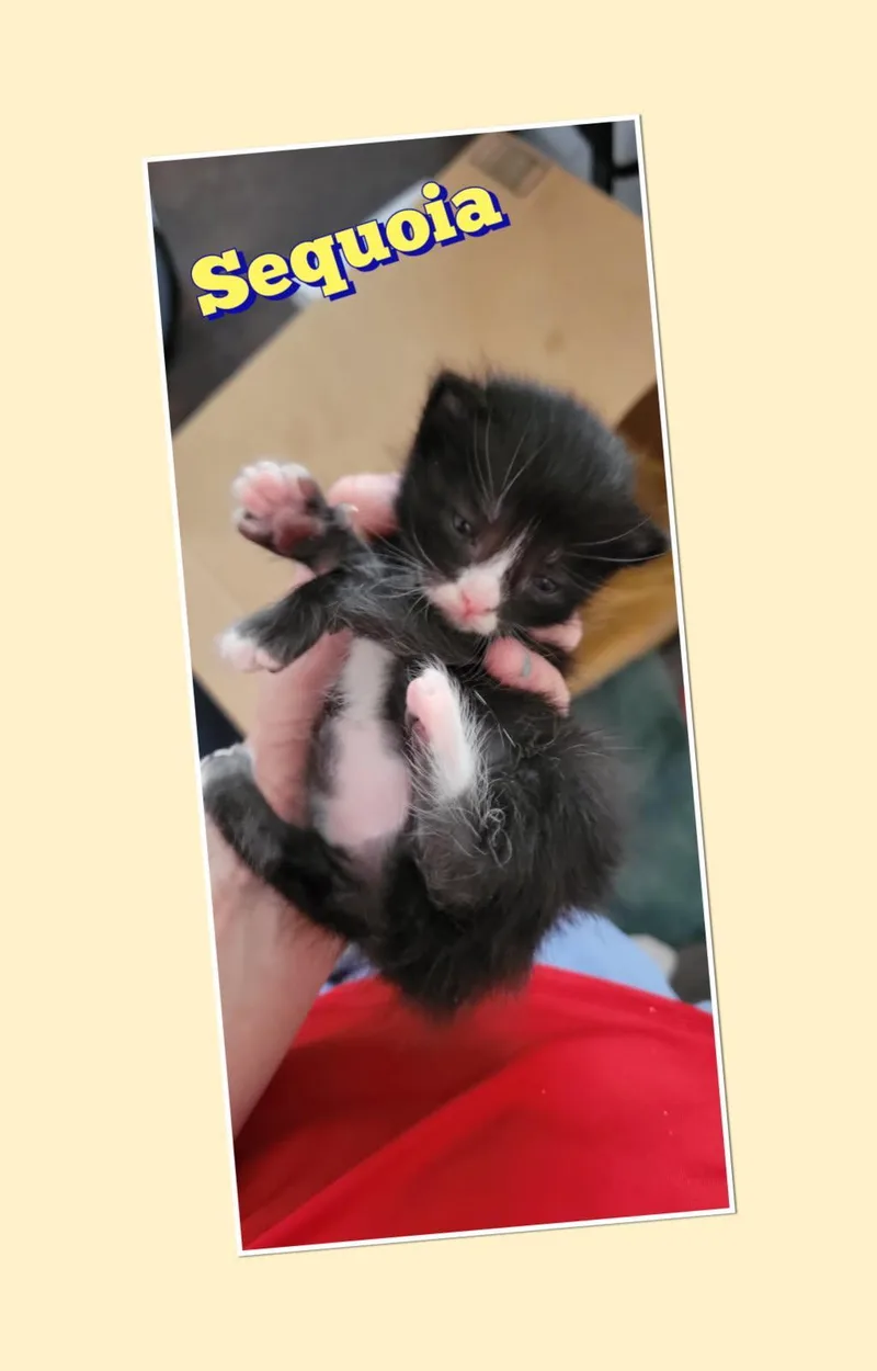 Sequoia thumbnail 2