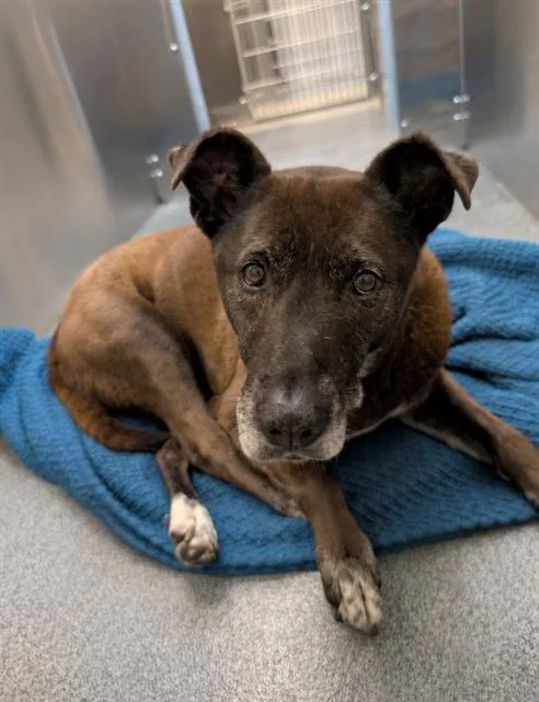 A senior small-sized female Mixed Breed dog named Janet for adoption in Dallas, TX