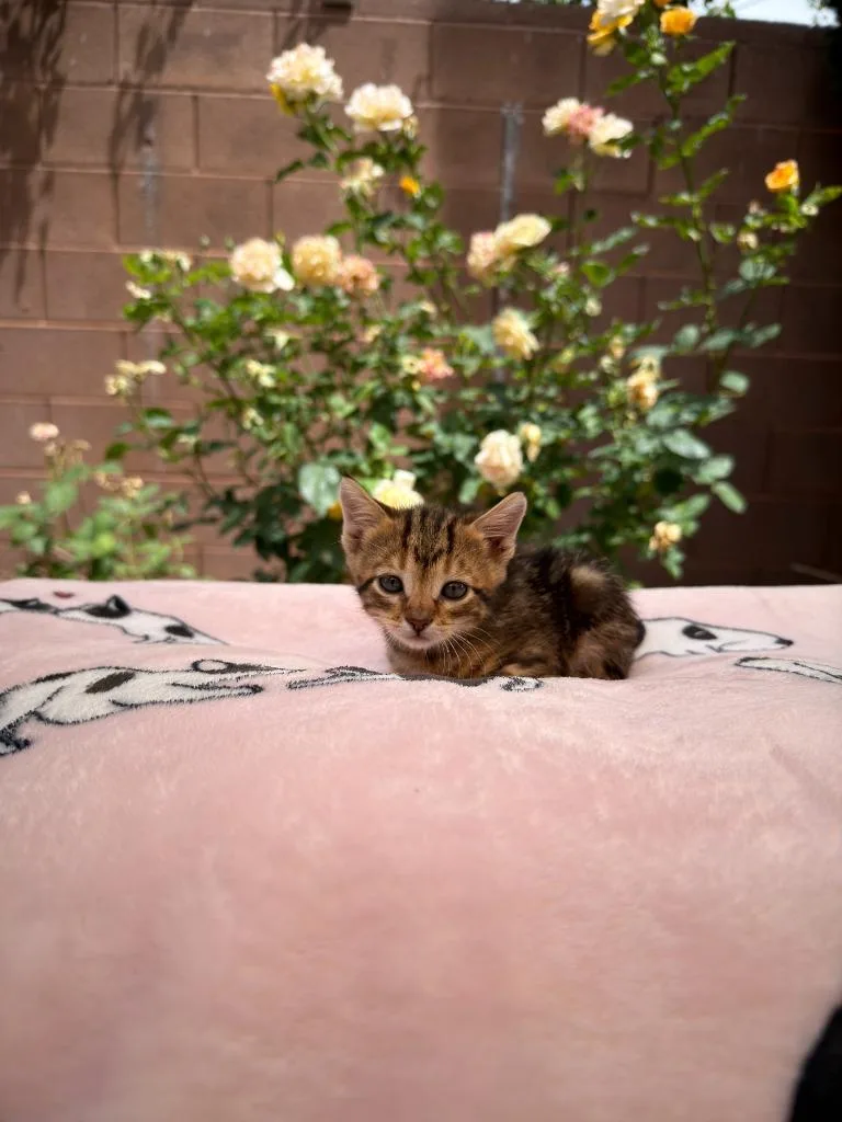 A baby small-sized male Domestic Short Hair cat named Pepper for adoption in La Verkin, UT