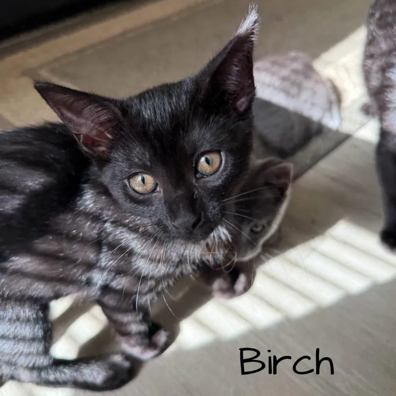 A baby medium-sized male Black Domestic Short Hair cat named Birch for adoption in Rochester, NY