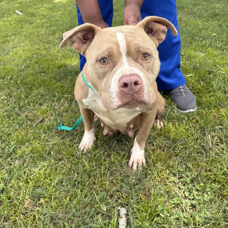 A young medium-sized female Gray / Blue / Silver Pit Bull Terrier dog named Amber for adoption in Valdosta, GA