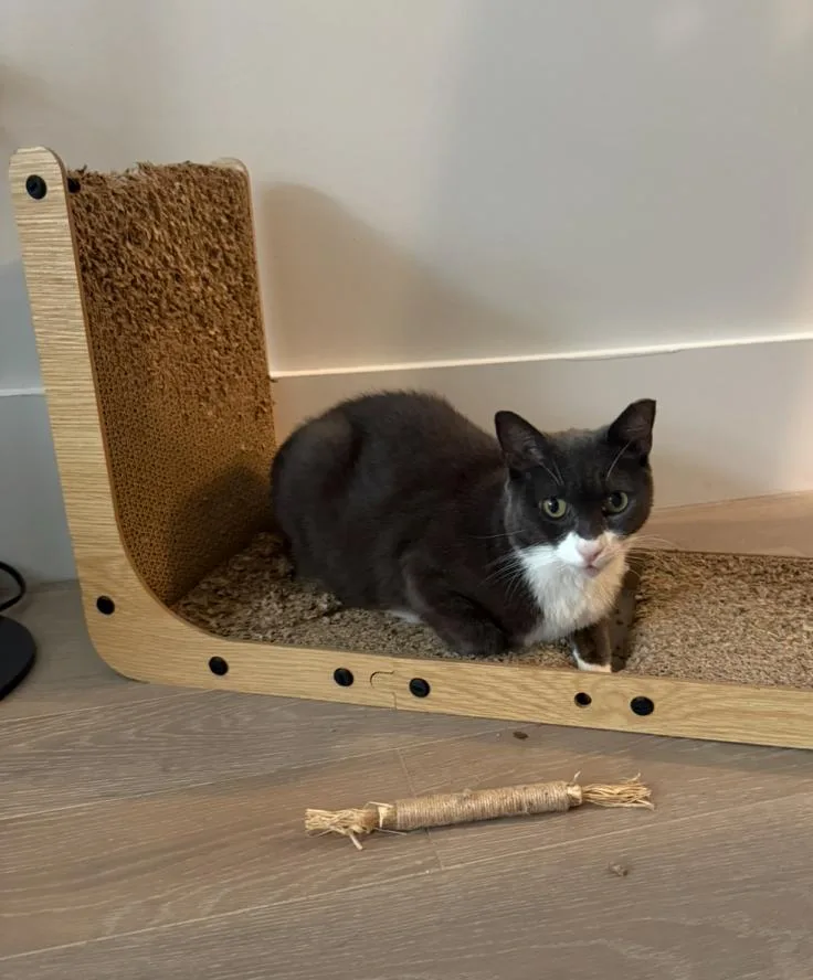 An adult medium-sized female Black & White / Tuxedo Domestic Short Hair cat named Bigotes for adoption in Weehawken, NJ