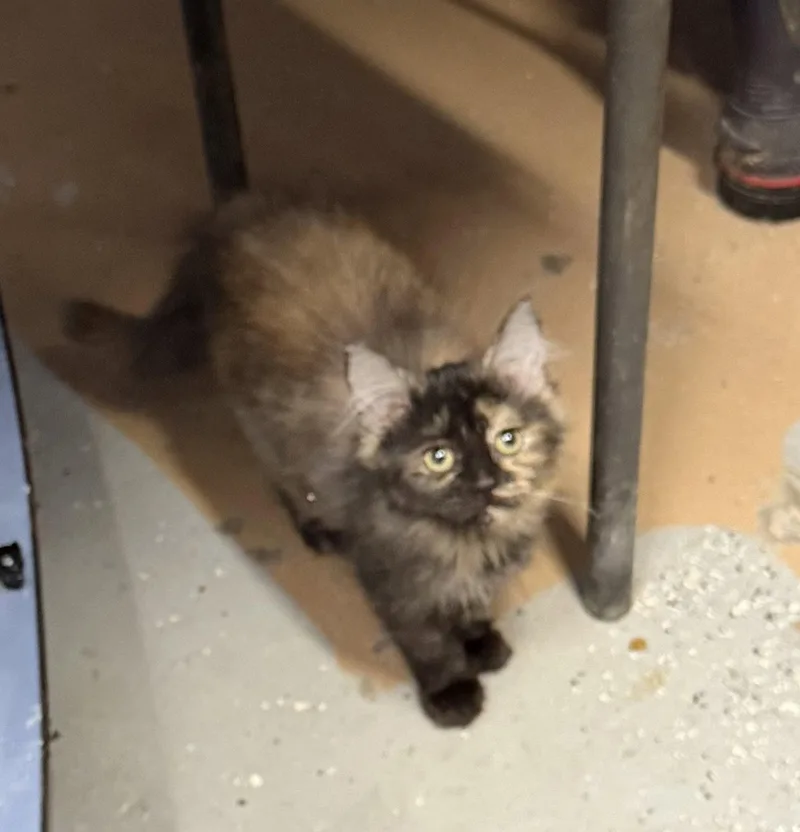 A young medium-sized female Domestic Long Hair cat named Evergreen for adoption in Elkins, WV