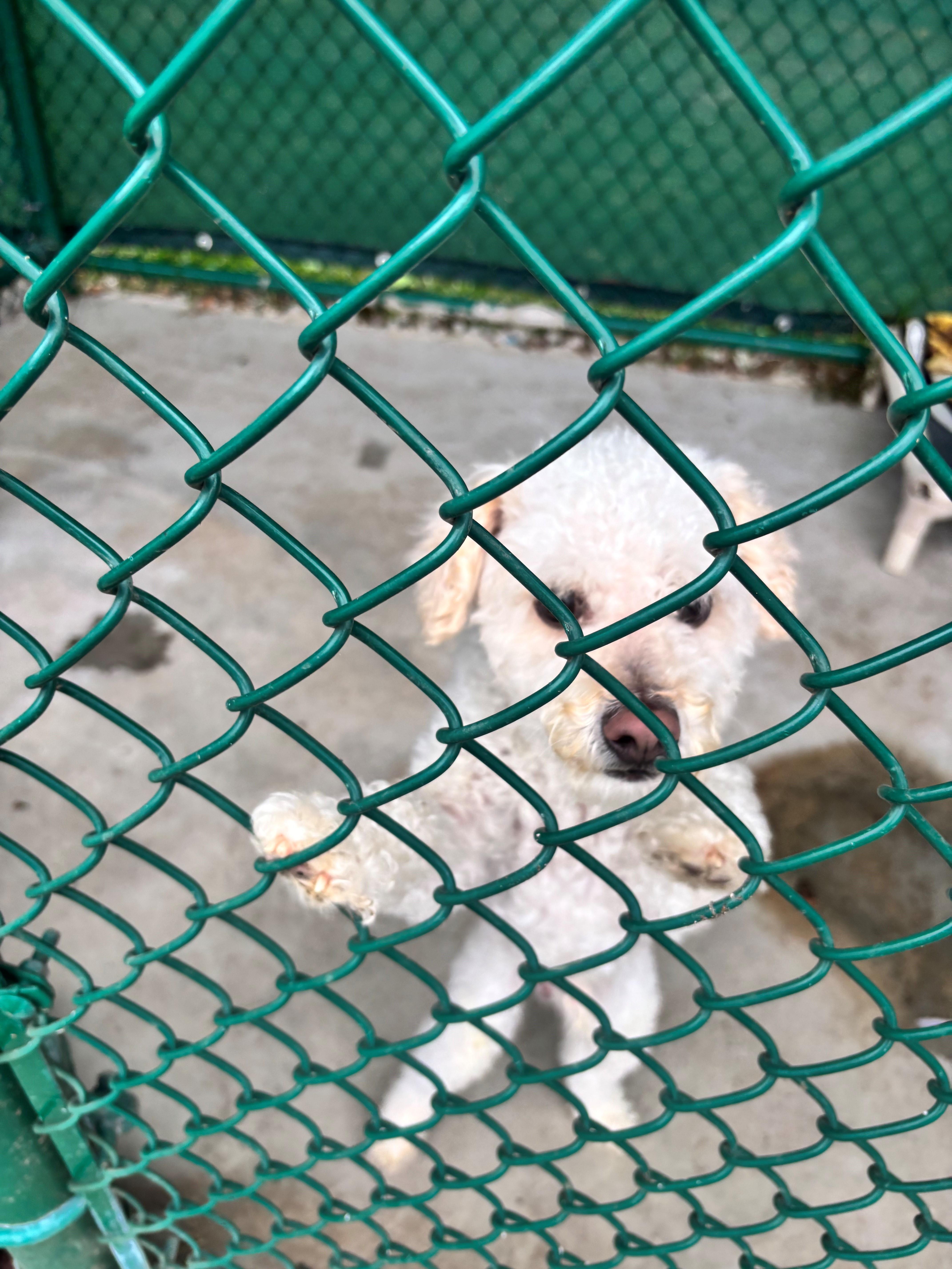 An adult small-sized male White / Cream Poodle dog named Rocky for adoption in Edison, NJ
