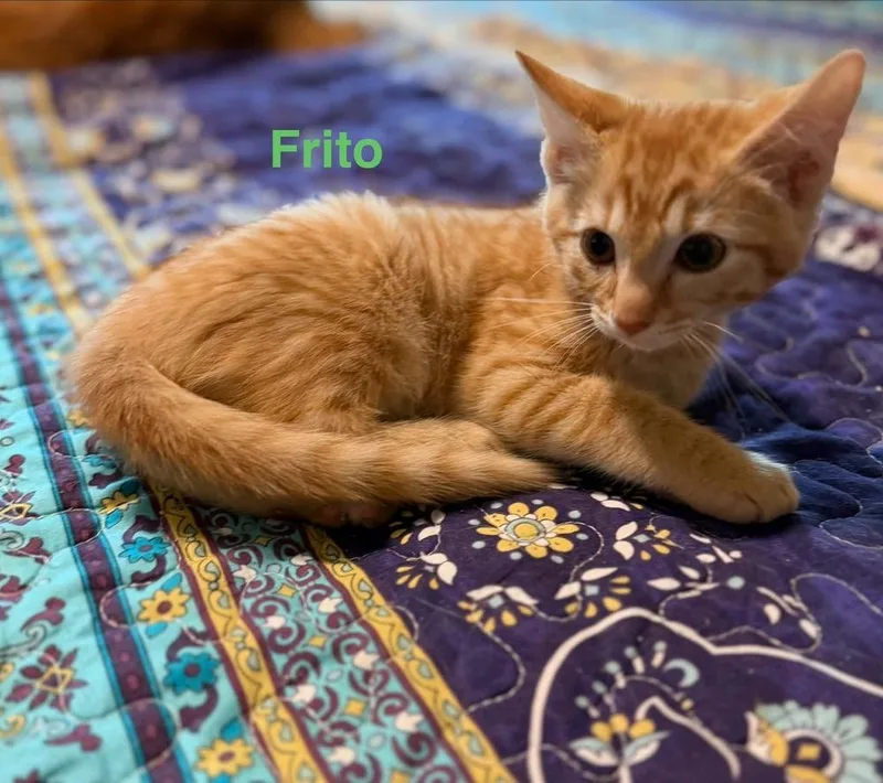 A baby small-sized male Tabby (Orange / Red) Tabby cat named Frito for adoption in Orlando, FL