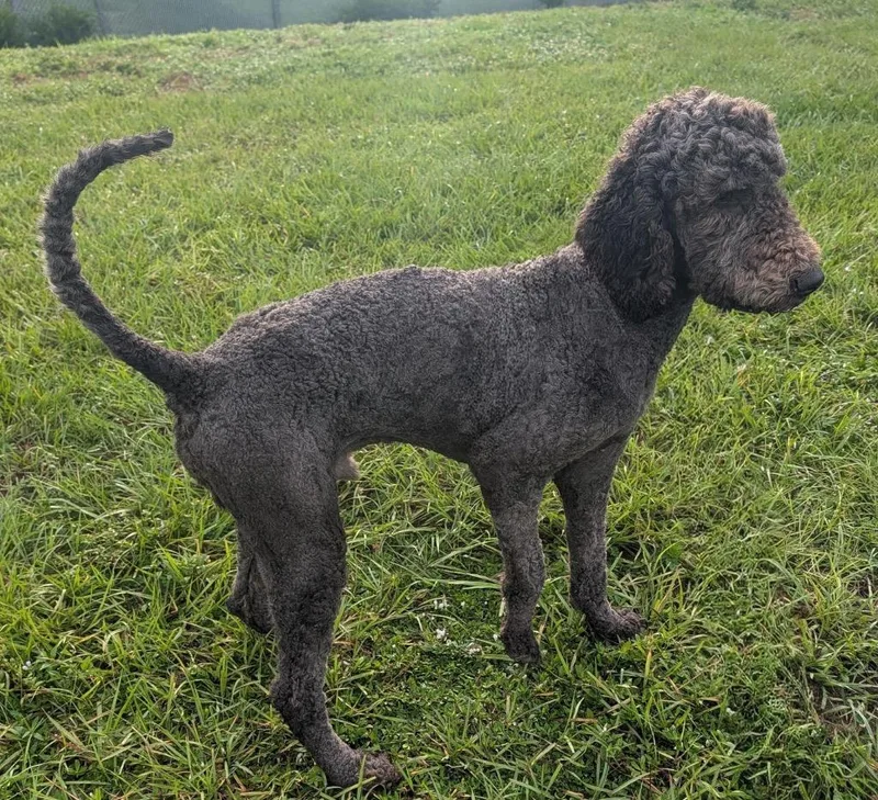 An adult large-sized male Poodle dog named KiwiVery Good Boy! for adoption in Fort Myers, FL