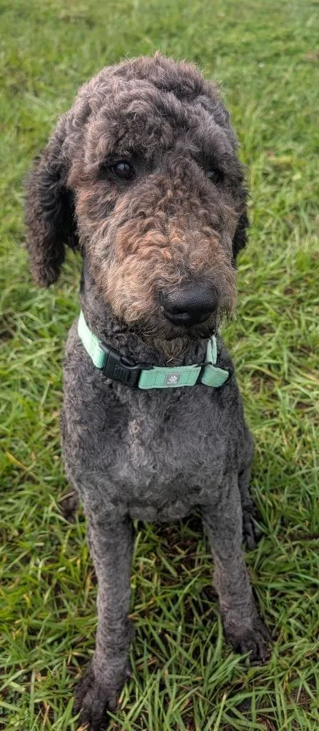 KiwiVery Good Boy! thumbnail 2