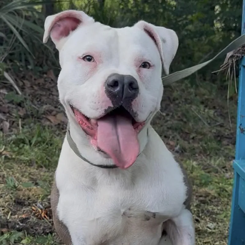 An adult medium-sized female White / Cream Mixed Breed dog named Cielo for adoption in Monroeville, AL