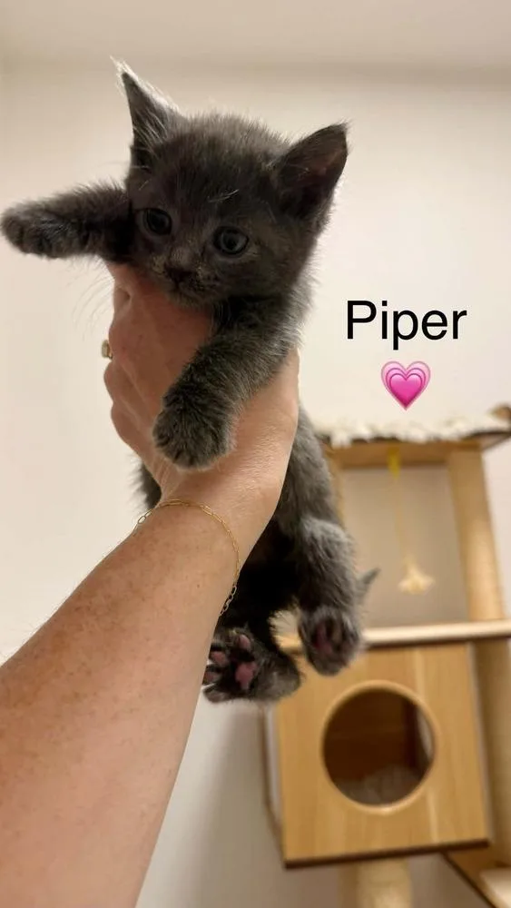 Pickles Bonded Pair thumbnail 2